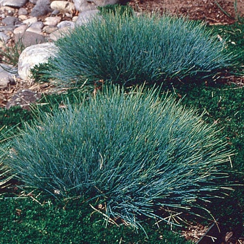 Sea Urchin Blue Fescue - Image 2