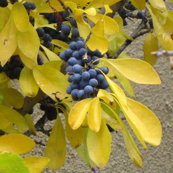 Berry Girl New Mexico Privet - Image 4