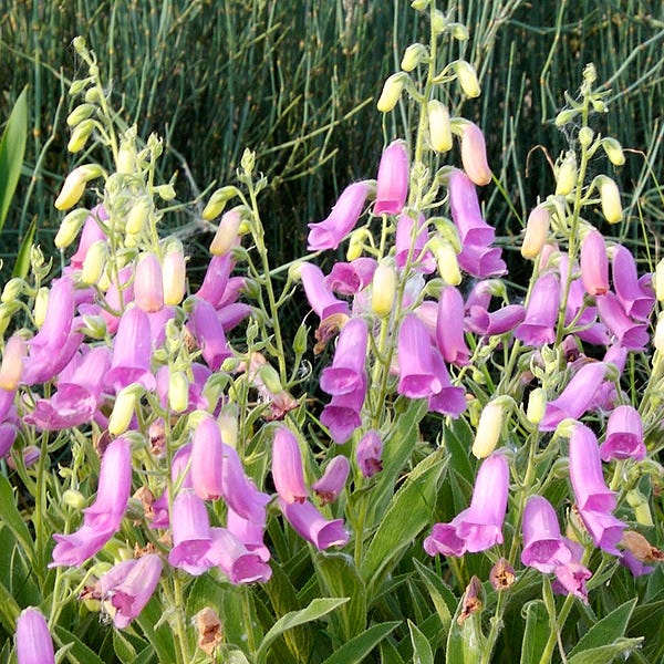 Spanish Peaks® Foxglove - Image 2
