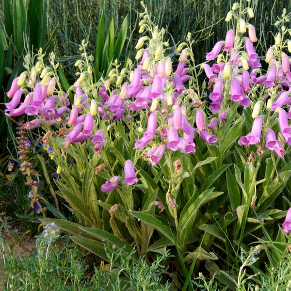 Spanish Peaks® Foxglove - Image 3
