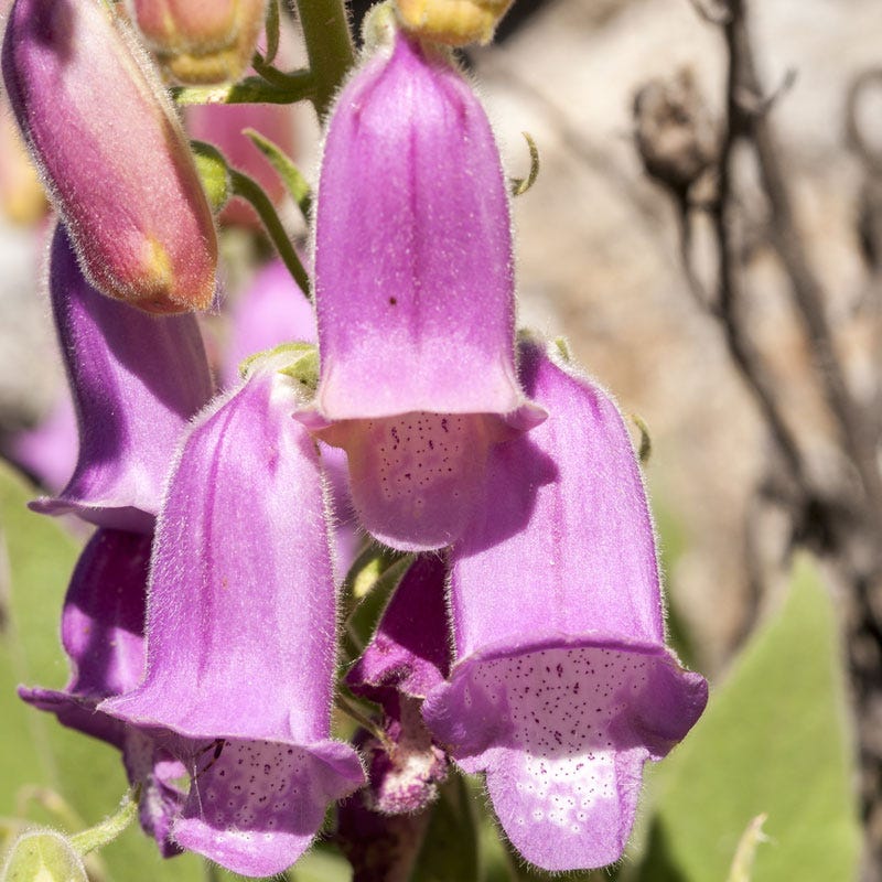 Spanish Peaks® Foxglove - Image 4