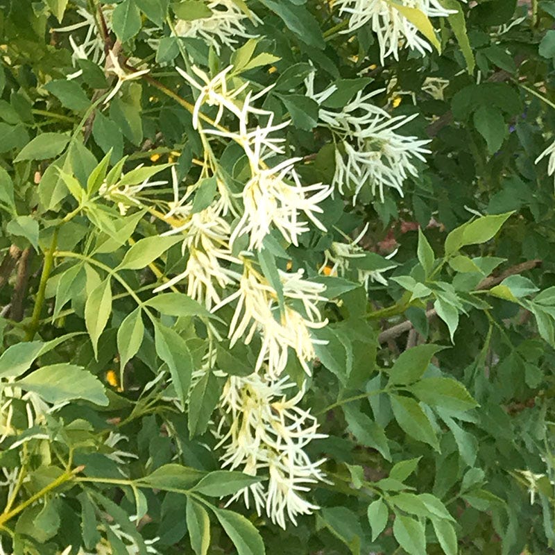 Fragrant Ash (Fraxinus) - Image 4