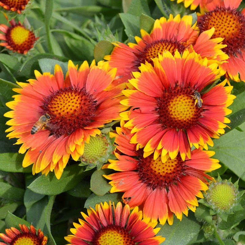 Gaillardia Collection (Blanket Flower) - Image 5