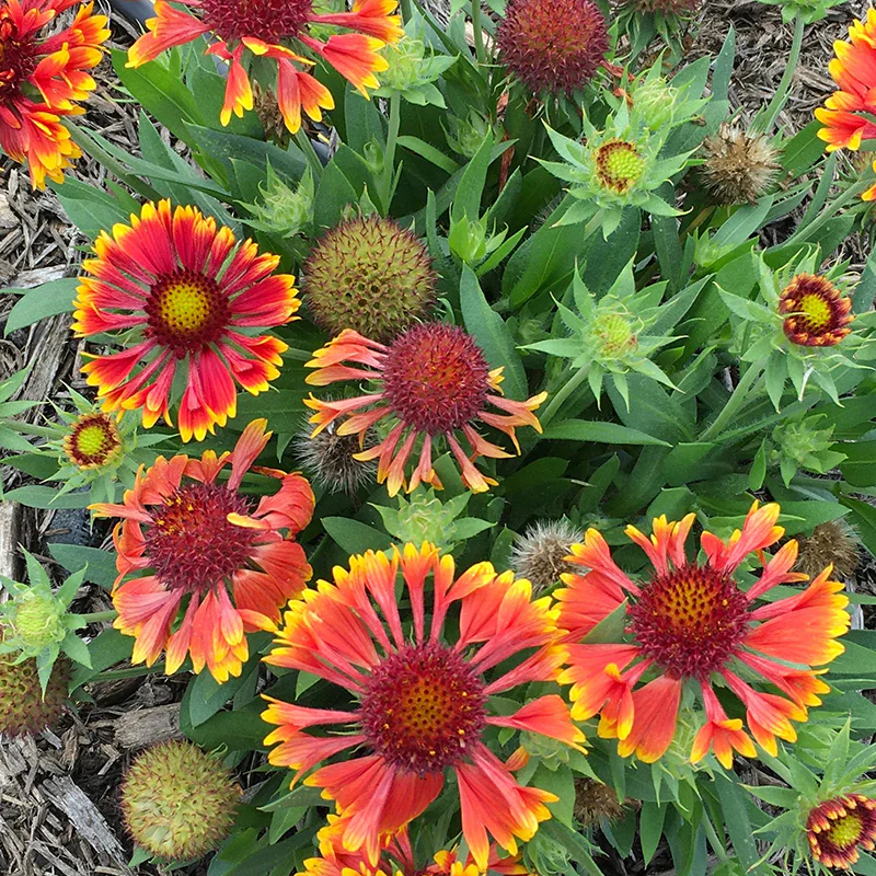 Gaillardia Collection (Blanket Flower) - Image 4