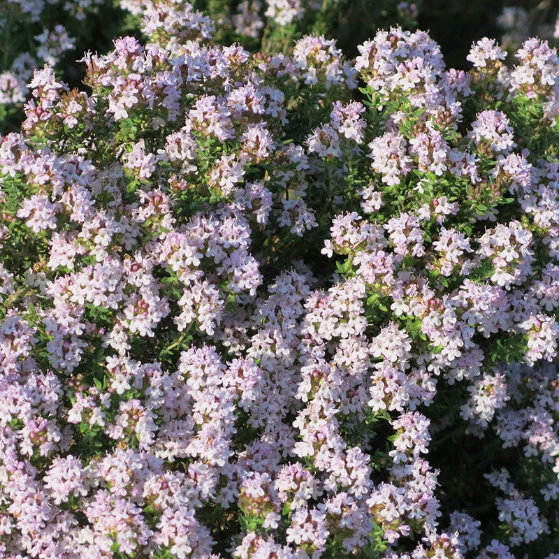 Fredo Garden Thyme - Image 2