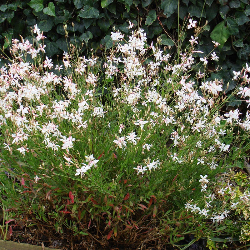 Snow Fountain Gaura - Image 3