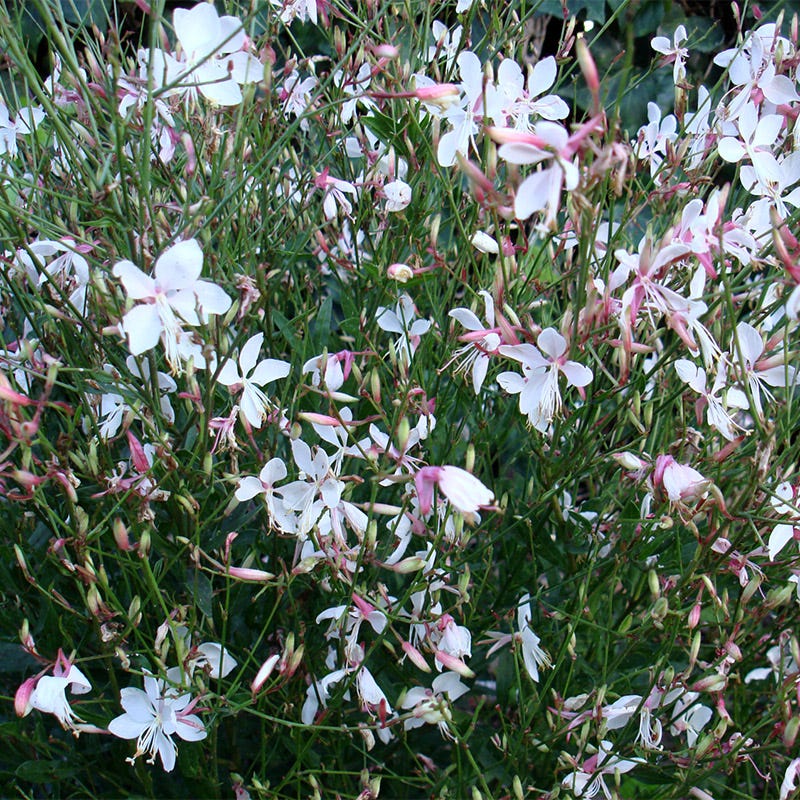Snow Fountain Gaura - Image 4
