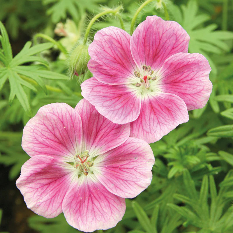 Elke Geranium