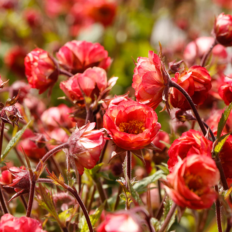TEMPO™ Coral Geum