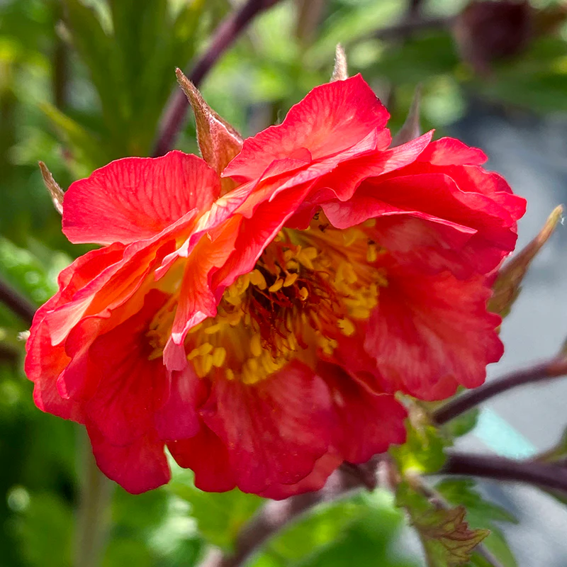 TEMPO™ Coral Geum - Image 2