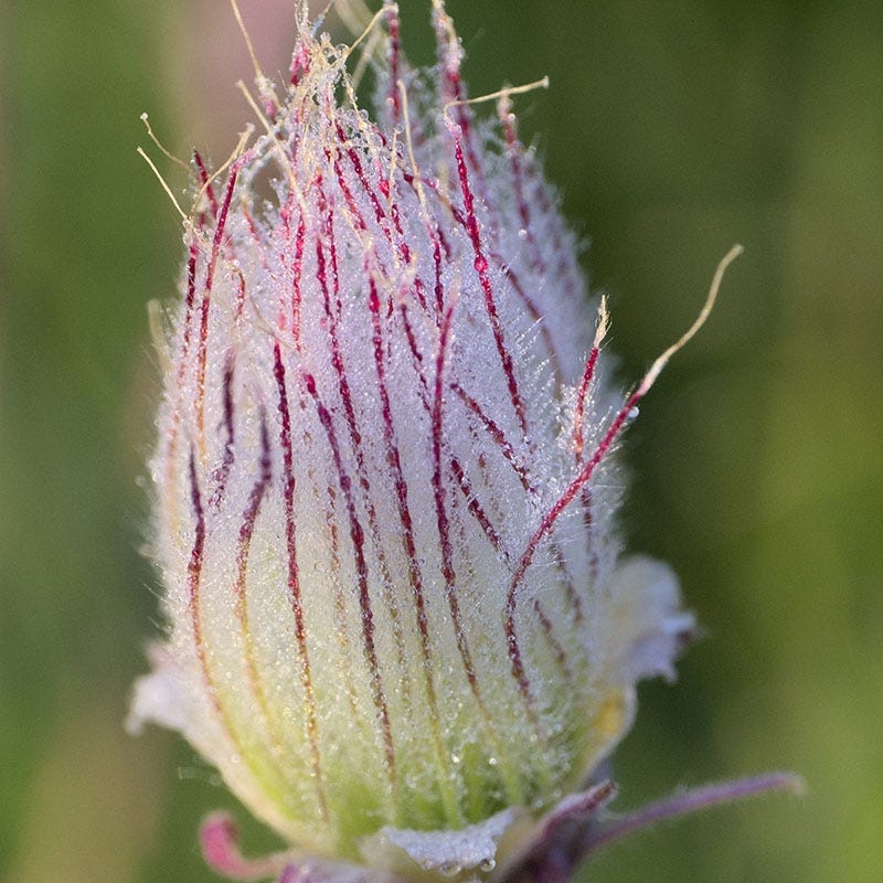 Prairie Smoke (Geum) - Image 4