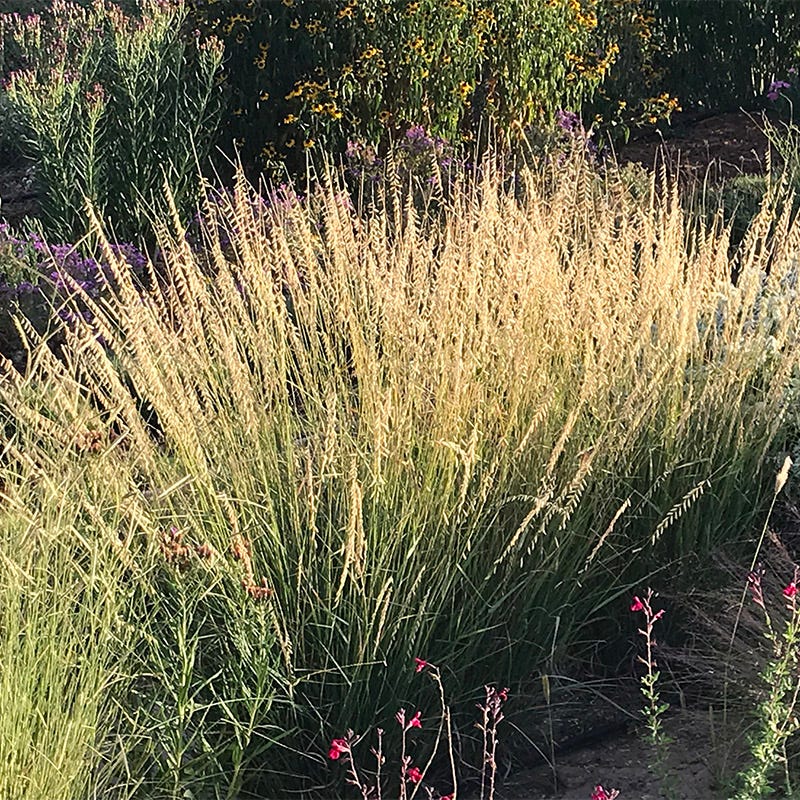 Grama Grass Collection - Image 4