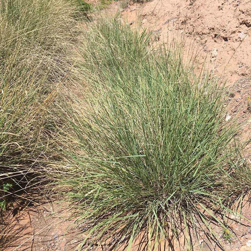 Sideoats Grama Grass - Image 3