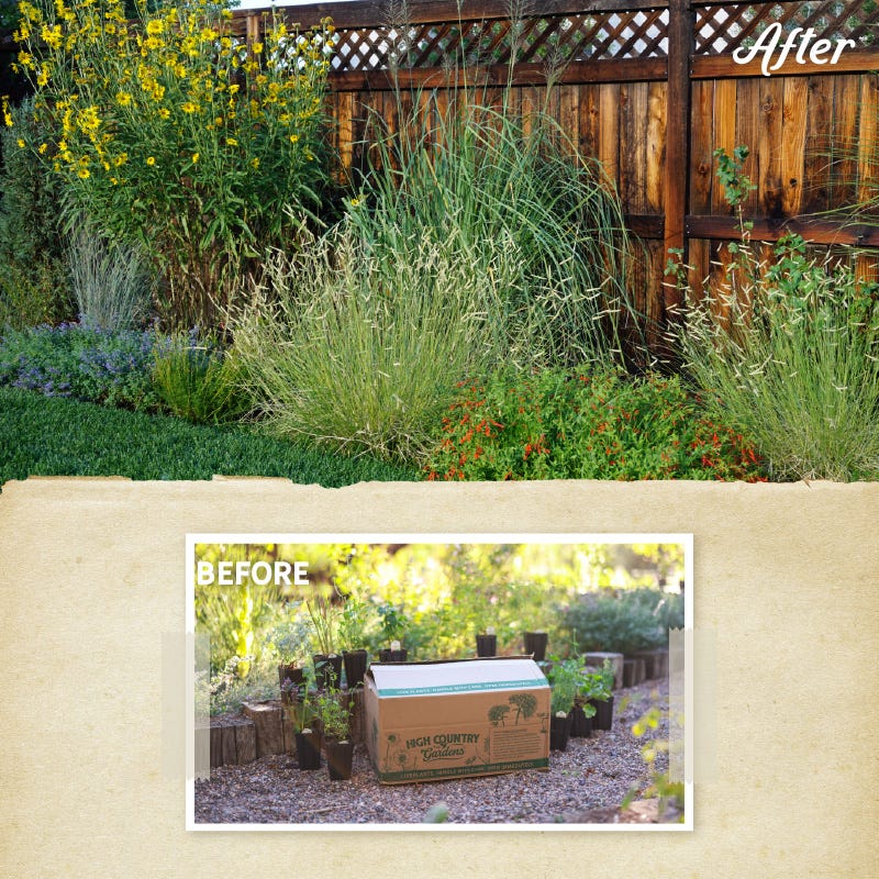 Habitat Hero Birdwatcher Pre-Planned Garden - Image 5