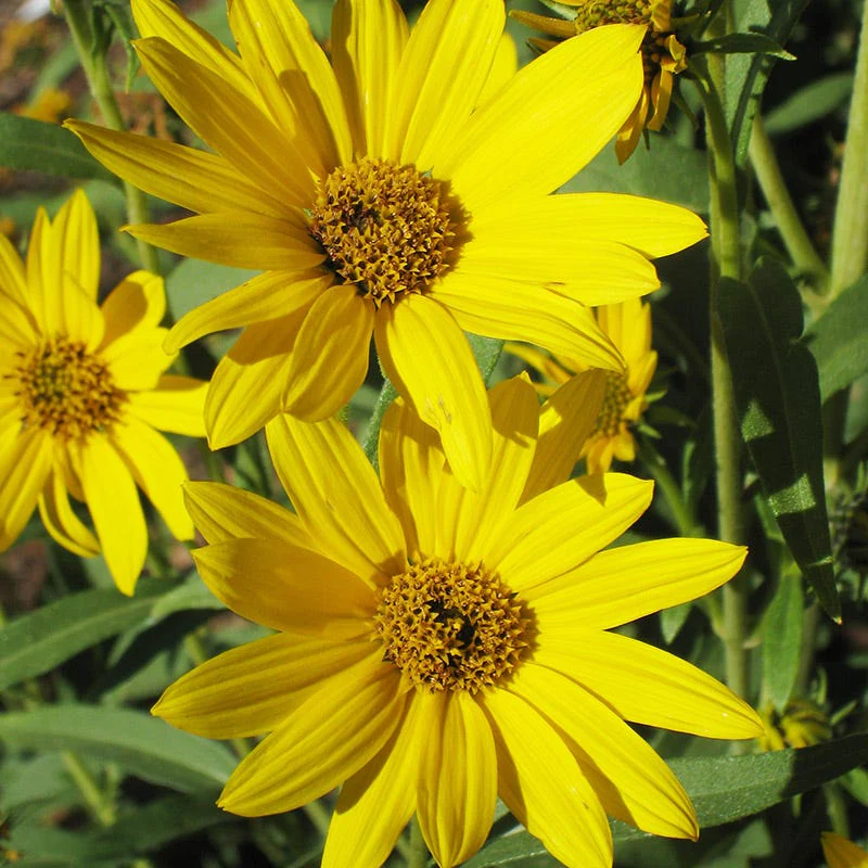 Dakota Sunshine Maximilian's Sunflower (Helianthus) - Image 2