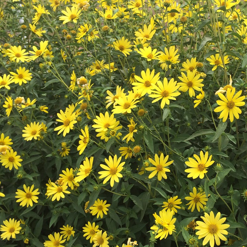 Undaunted® Lemon Max Maximilian's Sunflower - Image 3