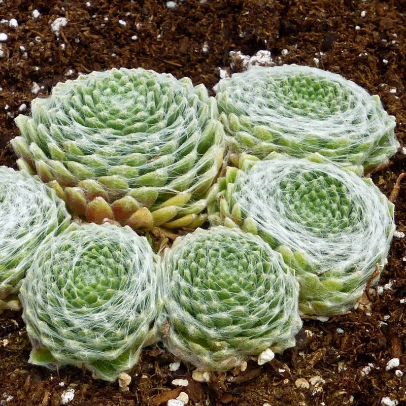 Cobweb Hens and Chicks - Image 3