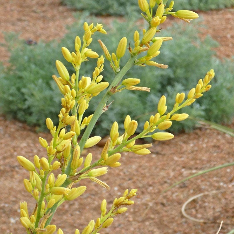 Hummingbird Paradise Hesperaloe Collection - Image 3