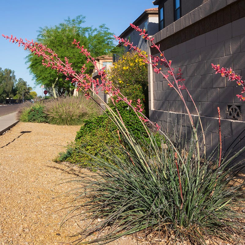 Hummingbird Paradise Hesperaloe Collection - Image 4