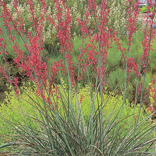 Texas Red Yucca (Hesperaloe) - Image 2