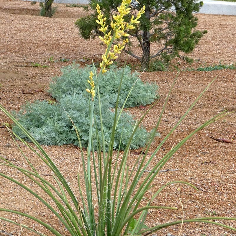 Yellow Flowering Texas Yucca (Hesperaloe) - Image 3