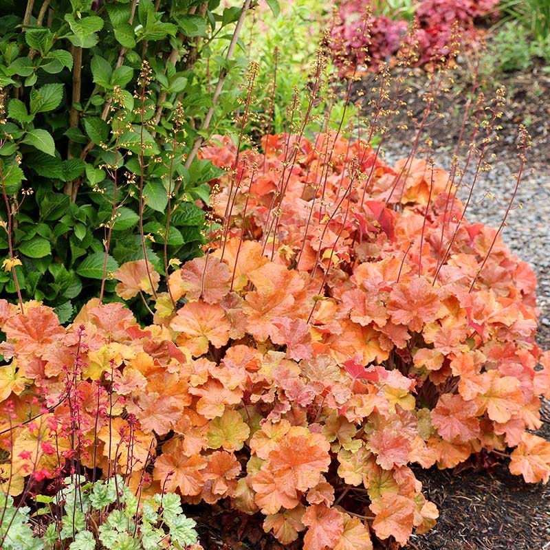 Northern Exposure™ Amber Coral Bells - Image 3