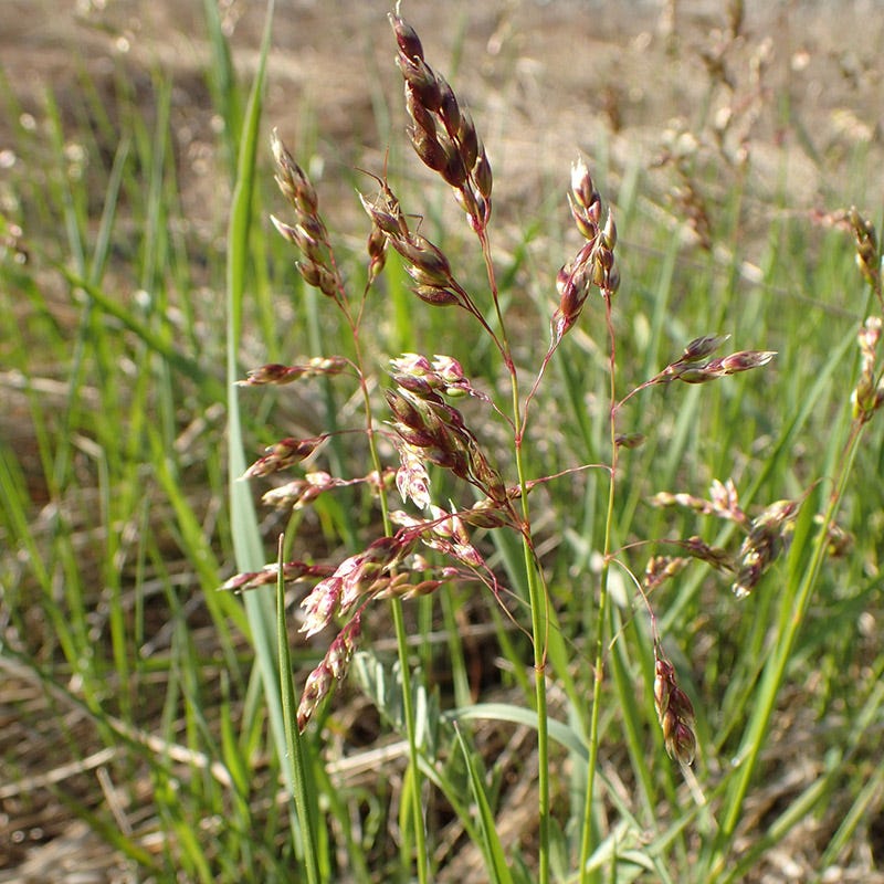 Sweetgrass - Image 2