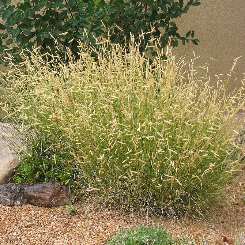 HOA Friendly Collection - Image 2