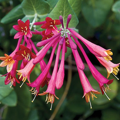 Blanche Sandman Honeysuckle Vine