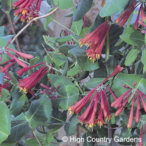 Blanche Sandman Honeysuckle Vine - Image 2