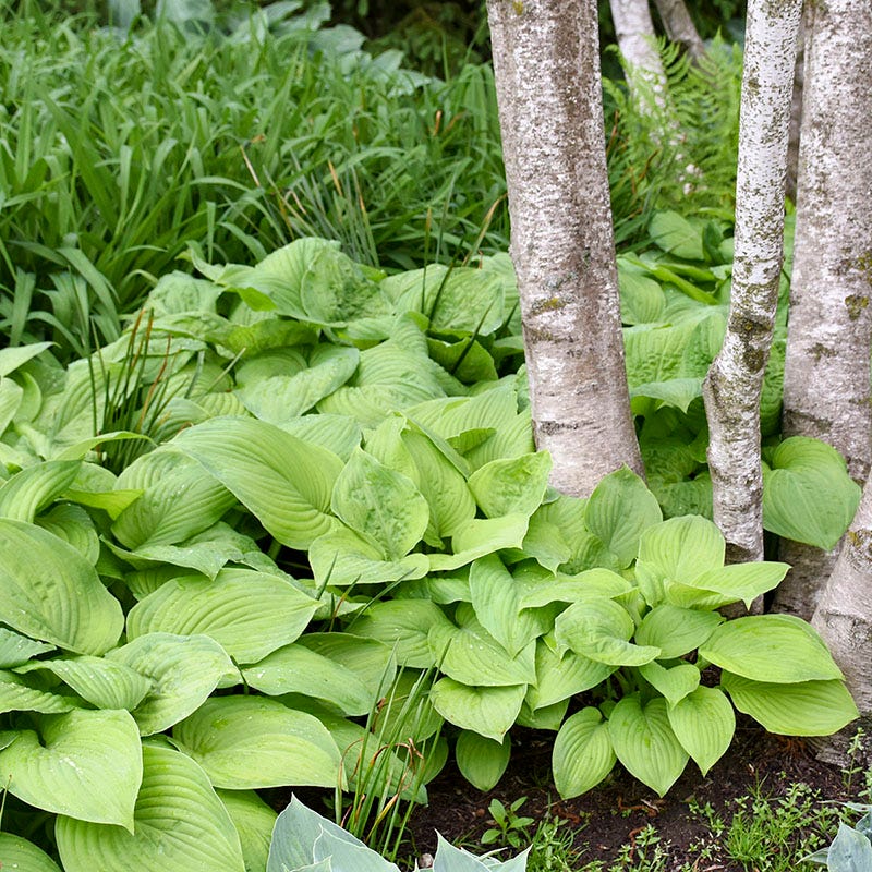 Guacamole Hosta - Image 4
