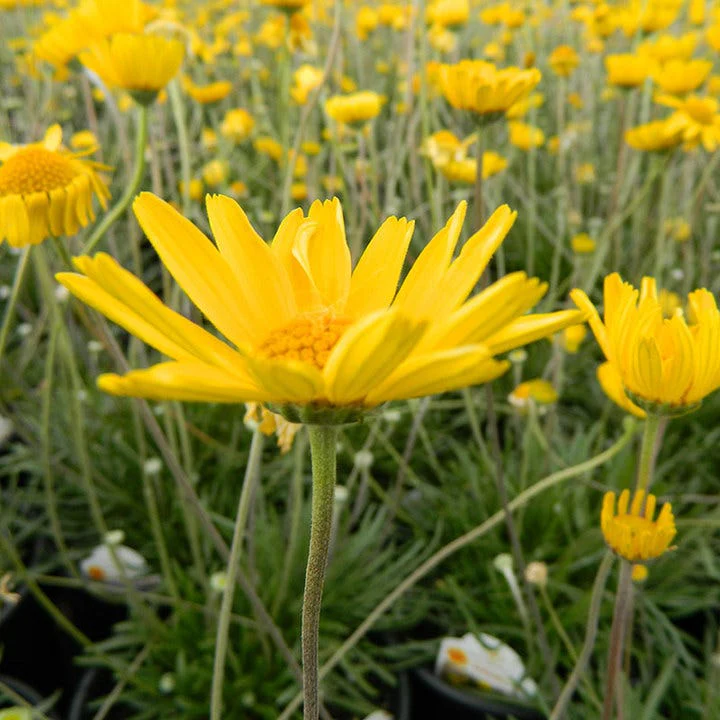 Utah Perennial Collection - Image 7