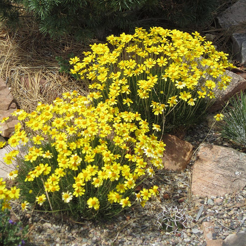 Thrift-Leaf Perky Sue (Hymenoxys)