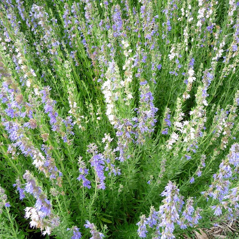 Blue Hyssop (Hyssopus) - Image 2