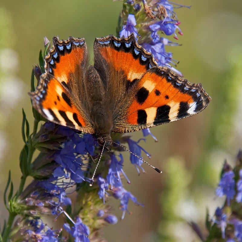 Blue Hyssop (Hyssopus) - Image 4