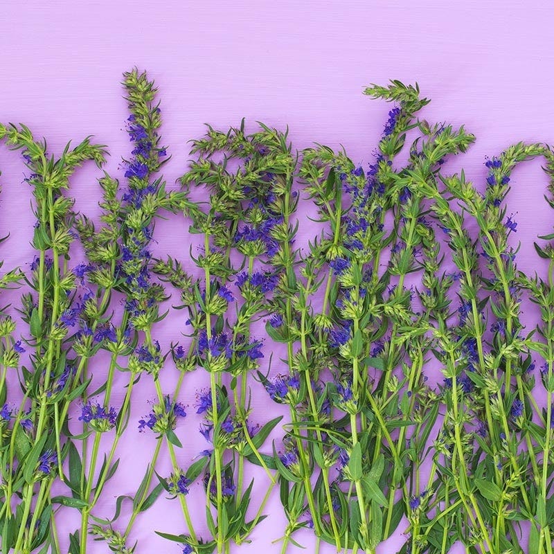 Blue Hyssop (Hyssopus) - Image 5
