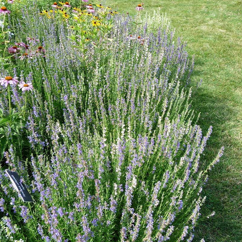 Blue Hyssop (Hyssopus) - Image 6