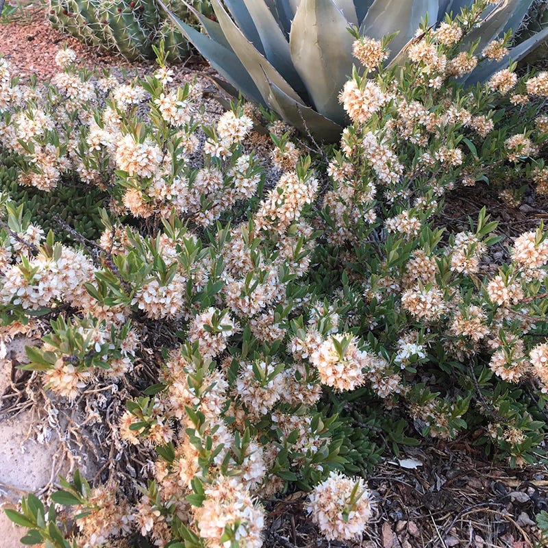 Idaho Perennial Collection - Image 6