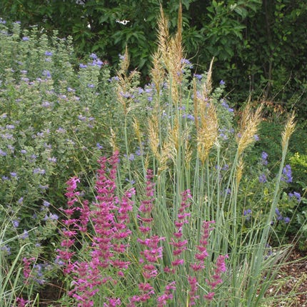 Native Southwest Songbird Pre-Planned Garden - Image 11