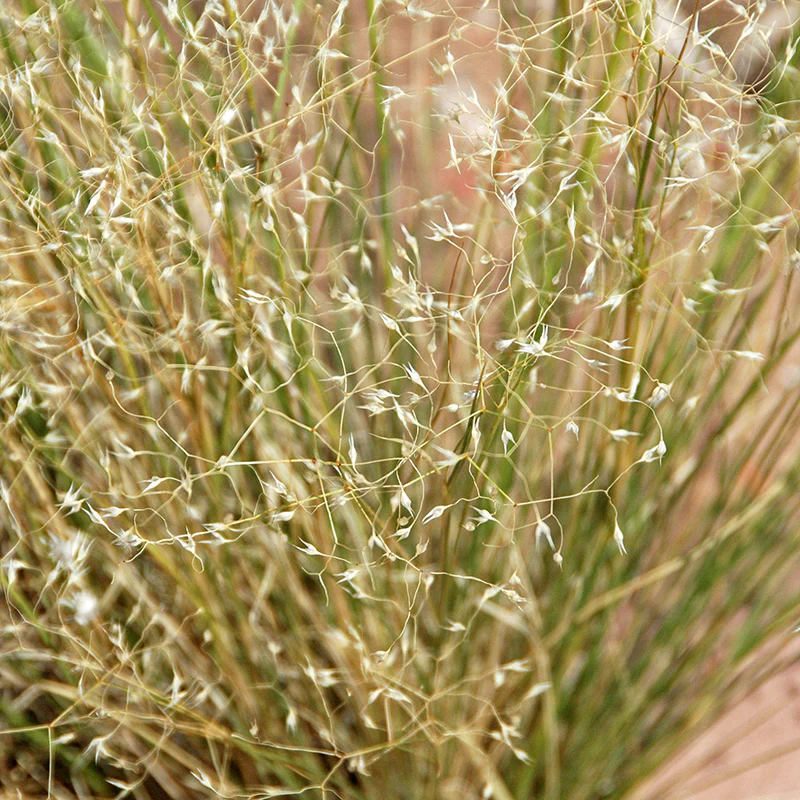 Idaho Perennial Collection - Image 3