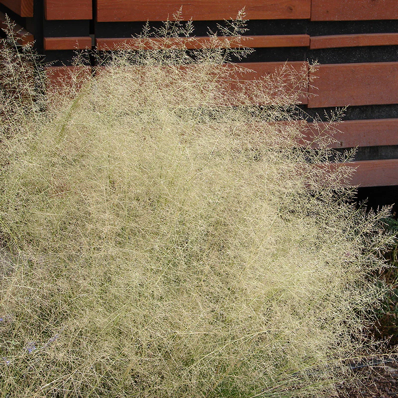 Indian Ricegrass - Image 3