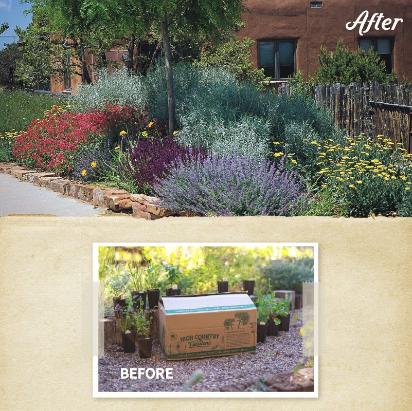 Jumbo Waterwise Pre-Planned Garden - Image 3