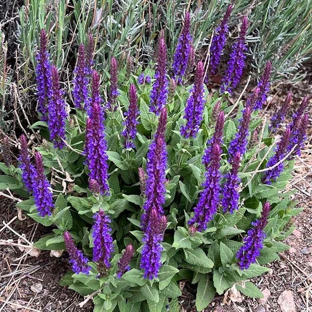 Extra Jumbo Waterwise Pre-Planned Garden - Image 11