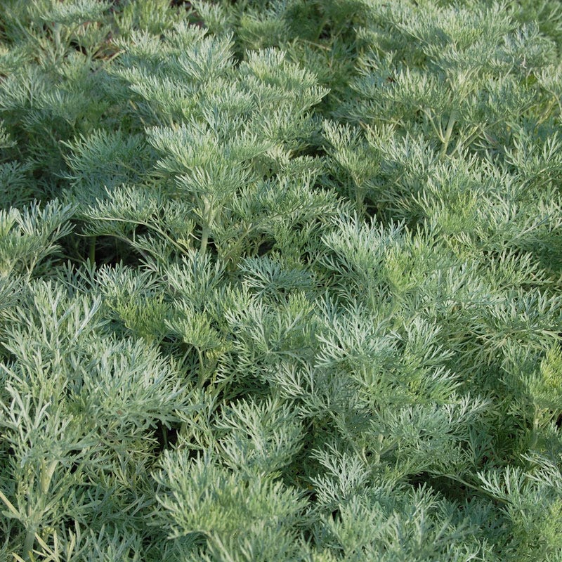 Extra Jumbo Waterwise Pre-Planned Garden - Image 7