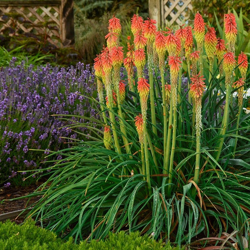 Kniphofia | Red Hot Poker