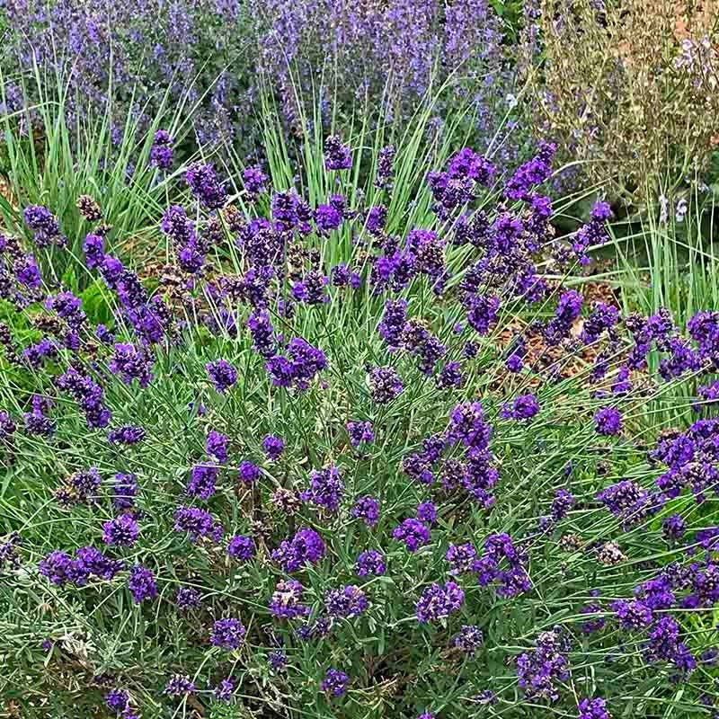 Three Tier Lavender Collection - Image 3