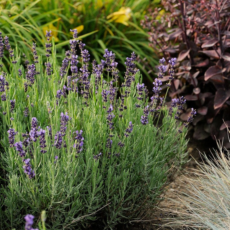 Hidcote Blue English Lavender - Image 3