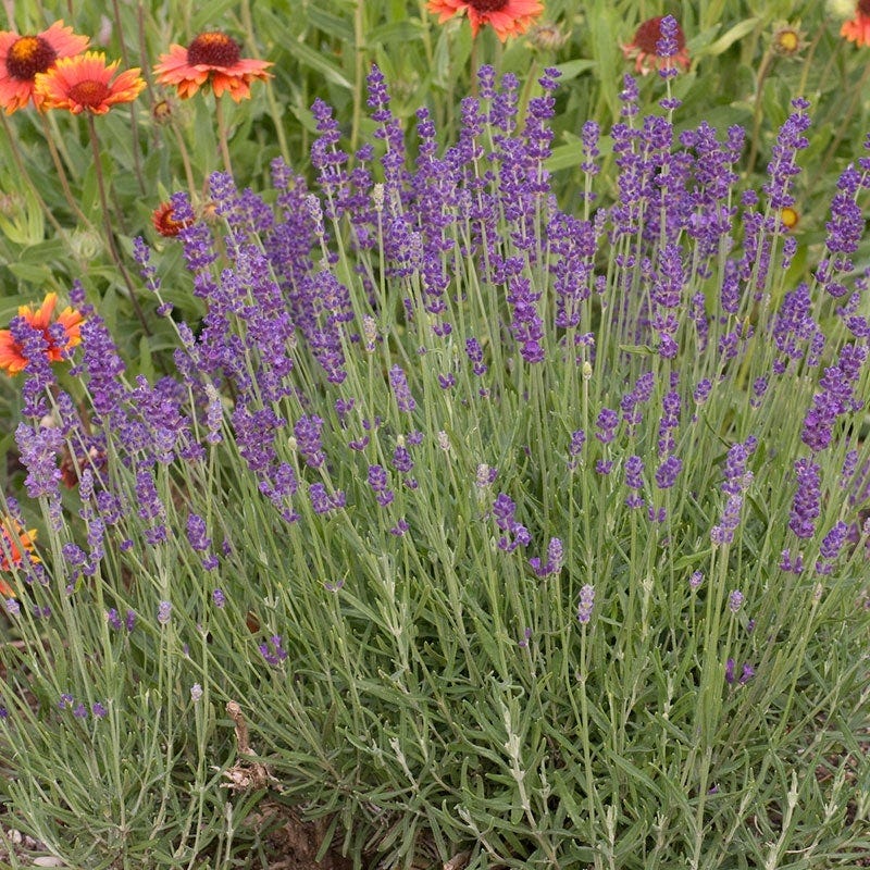 Hidcote Superior English Lavender - Image 2
