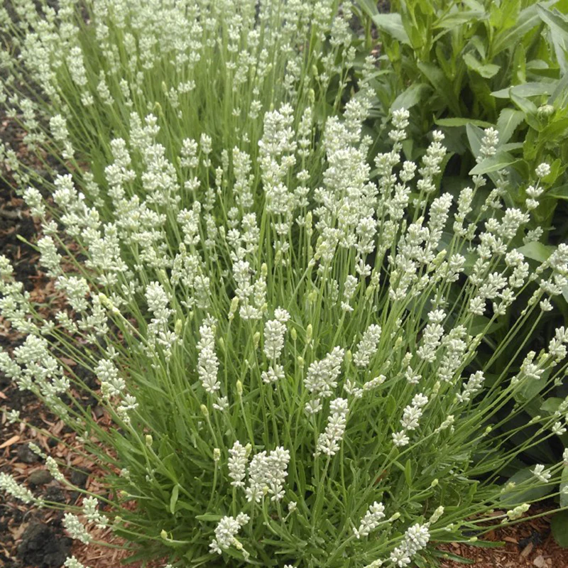 La Diva Spirit White English Lavender