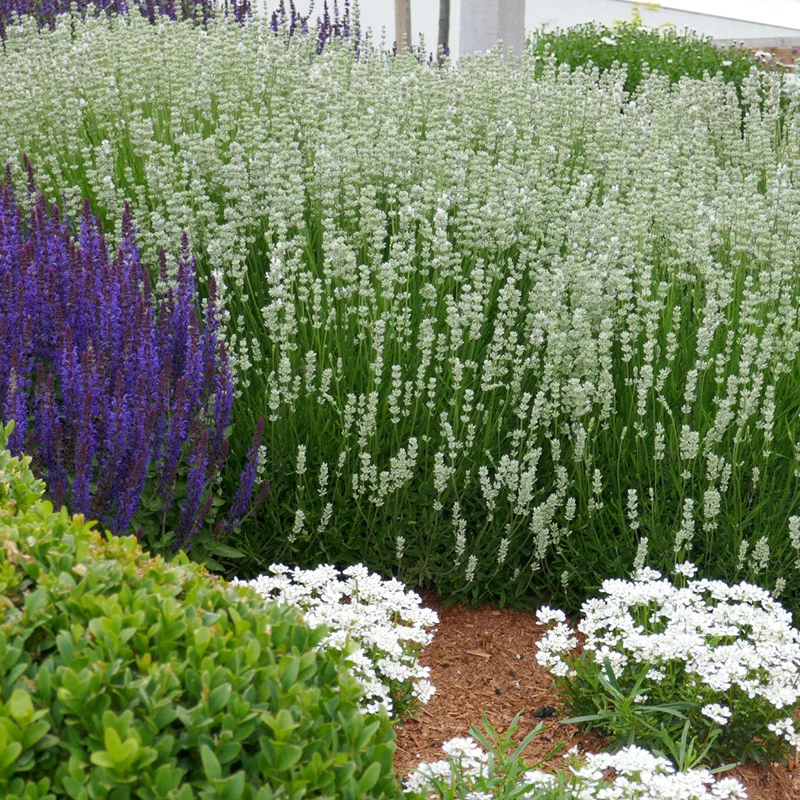 La Diva Spirit White English Lavender - Image 2